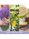 YANKEE CANDLE Signature Mini Zestaw 3 świec w słoiku LEMON LAVENDER 3x37g