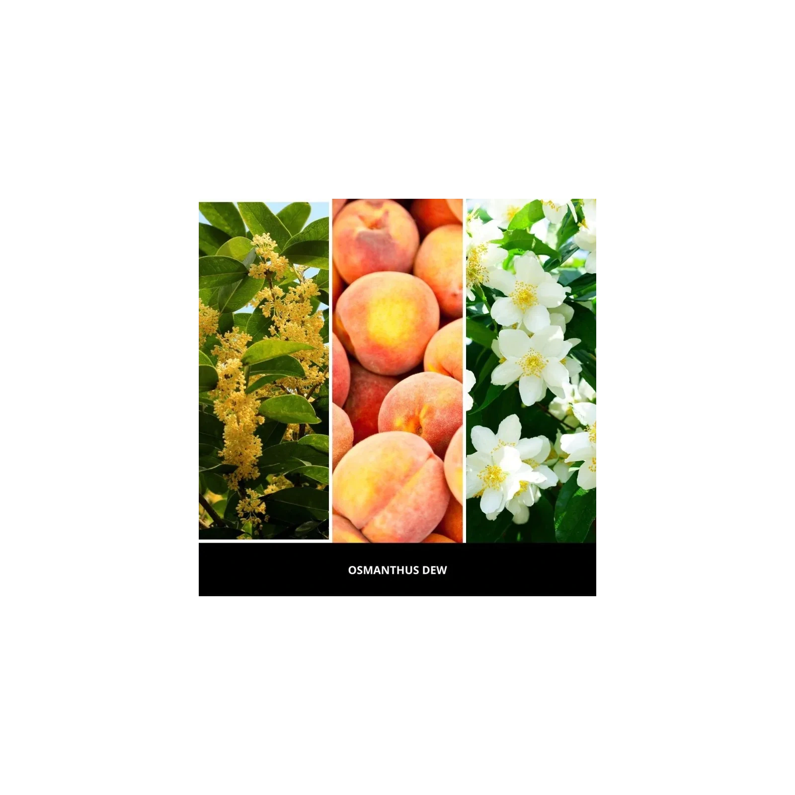 MILLEFIORI MILANO Diffuser uzupełniacz do pałeczek OSMANTHUS DEW 250ml