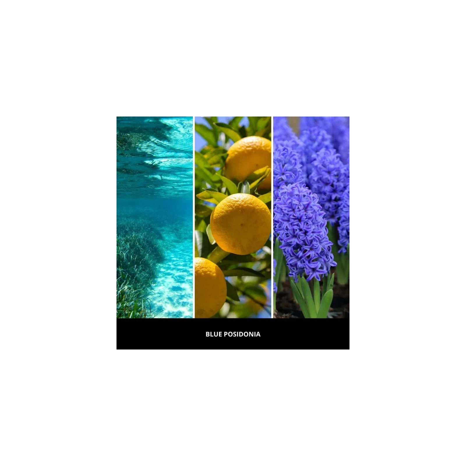 MILLEFIORI MILANO Diffuser uzupełniacz do pałeczek BLUE POSIDONIA 250ml