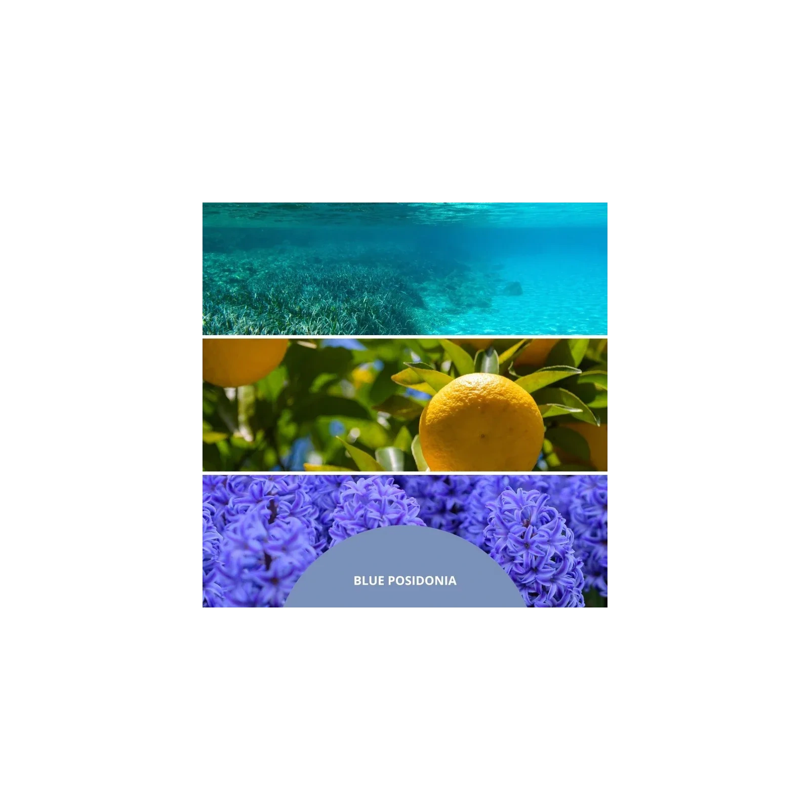MILLEFIORI MILANO Diffuser pałeczki zapachowe BLUE POSIDONIA 100ml