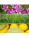 MILLEFIORI MILANO Diffuser pałeczki zapachowe LEMON GRASS 100ml