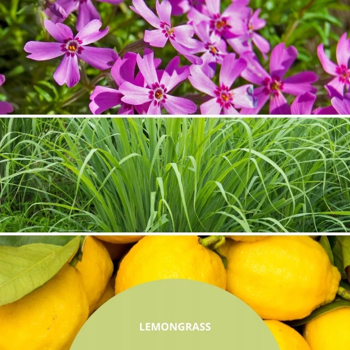 MILLEFIORI MILANO Diffuser pałeczki zapachowe LEMON GRASS 250ml