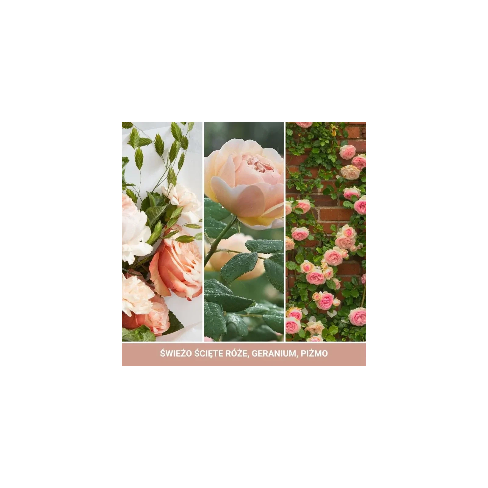 YANKEE CANDLE Signature Mini świeca w słoiku FRESH CUT ROSES 37g