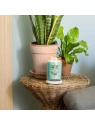 YANKEE CANDLE Signature Duża świeca w słoiku ALOE & AGAVE 567g