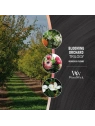 WOODWICK Trilogy Średnia świeca w słoiku BLOOMING ORCHARD 275g