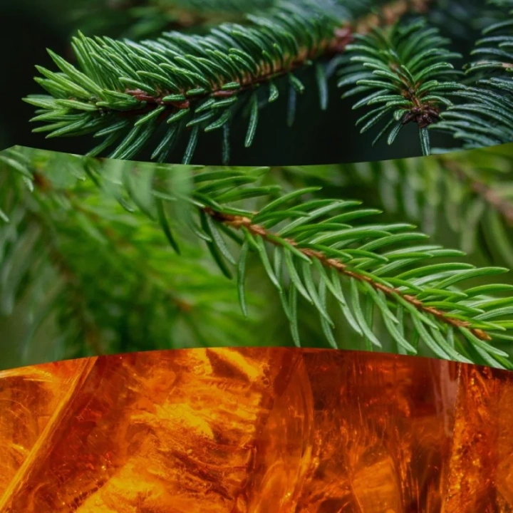 WOODWICK Frasier Fir świeca zapachowa średnia 275g