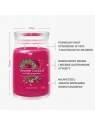 YANKEE CANDLE Signature Duża świeca w słoiku SPARKLING WINTERBERRY 567g 