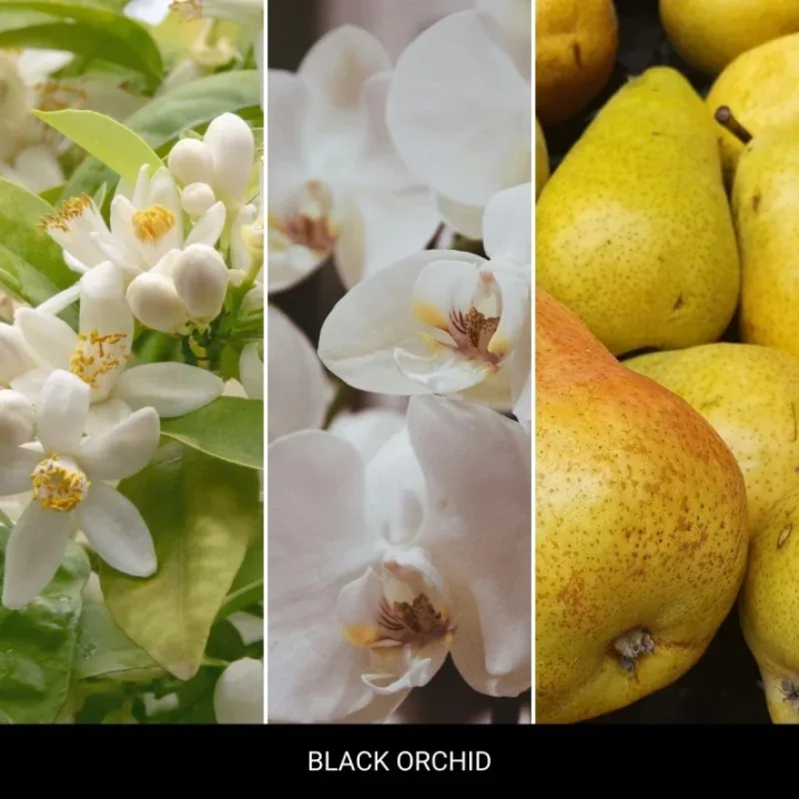 MR&MRS FRAGRANCE Niki uzupełniacz do odświeżacza do auta BLACK ORCHID 12g