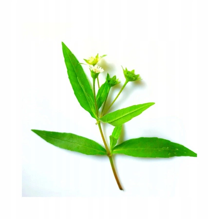 NATURE SPELL Growth Complex Hair Oil olejek pobudzający wzrost włosów 100ml