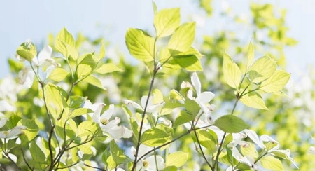 EXTASE dezodorant w sprayu Bouquet Niebieska 150ml